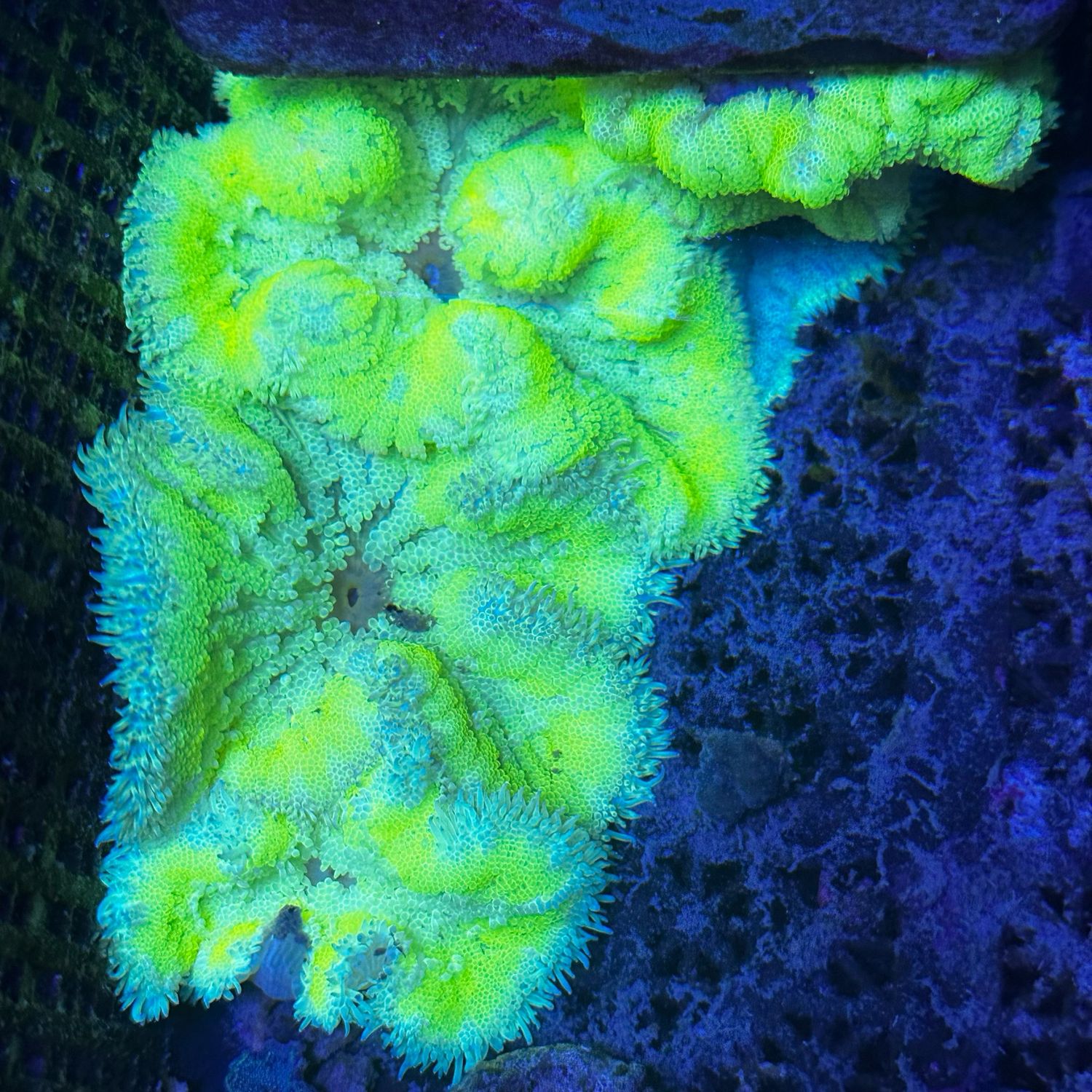 Ultra Minimax carpet anemone