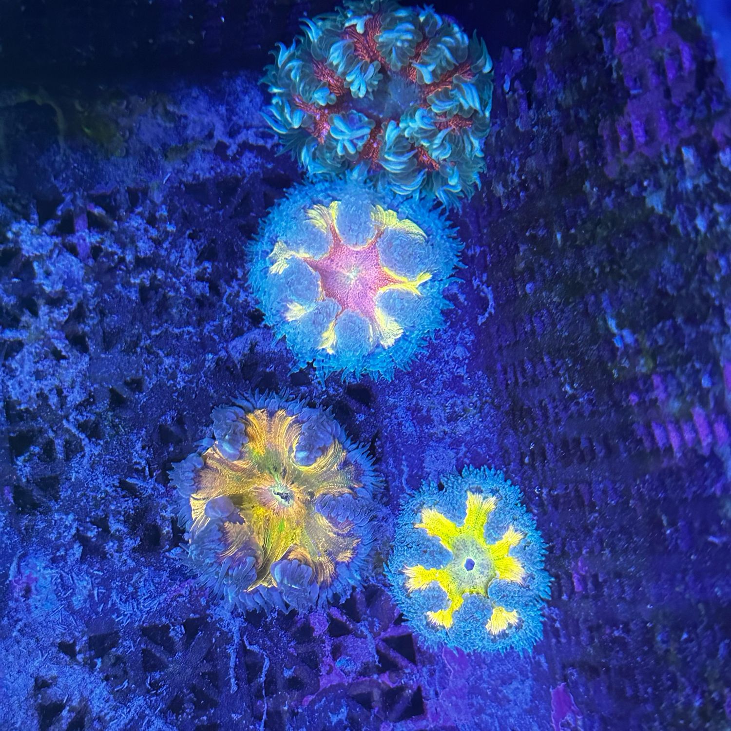 Ultra Rock Flower Anemone