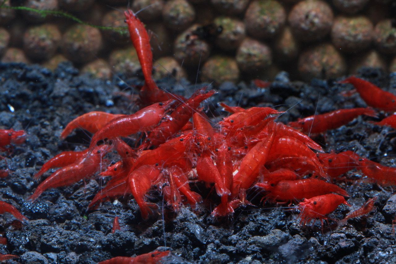 Bloody Mary Shimp (Neocaradina davidi)