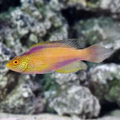 Golden Male Rhomboidalis Wrasse