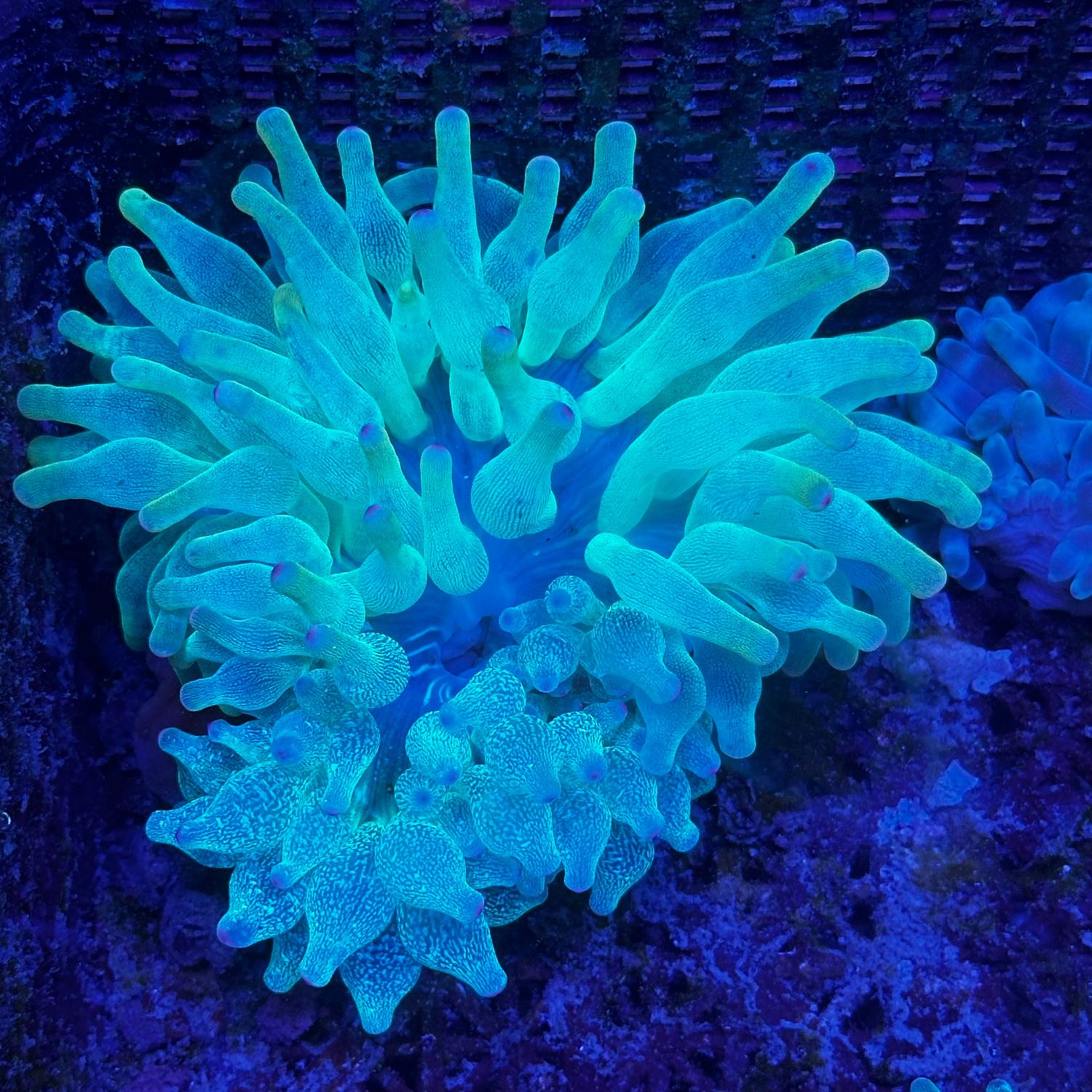 Bubbletip Anemone bright coloured