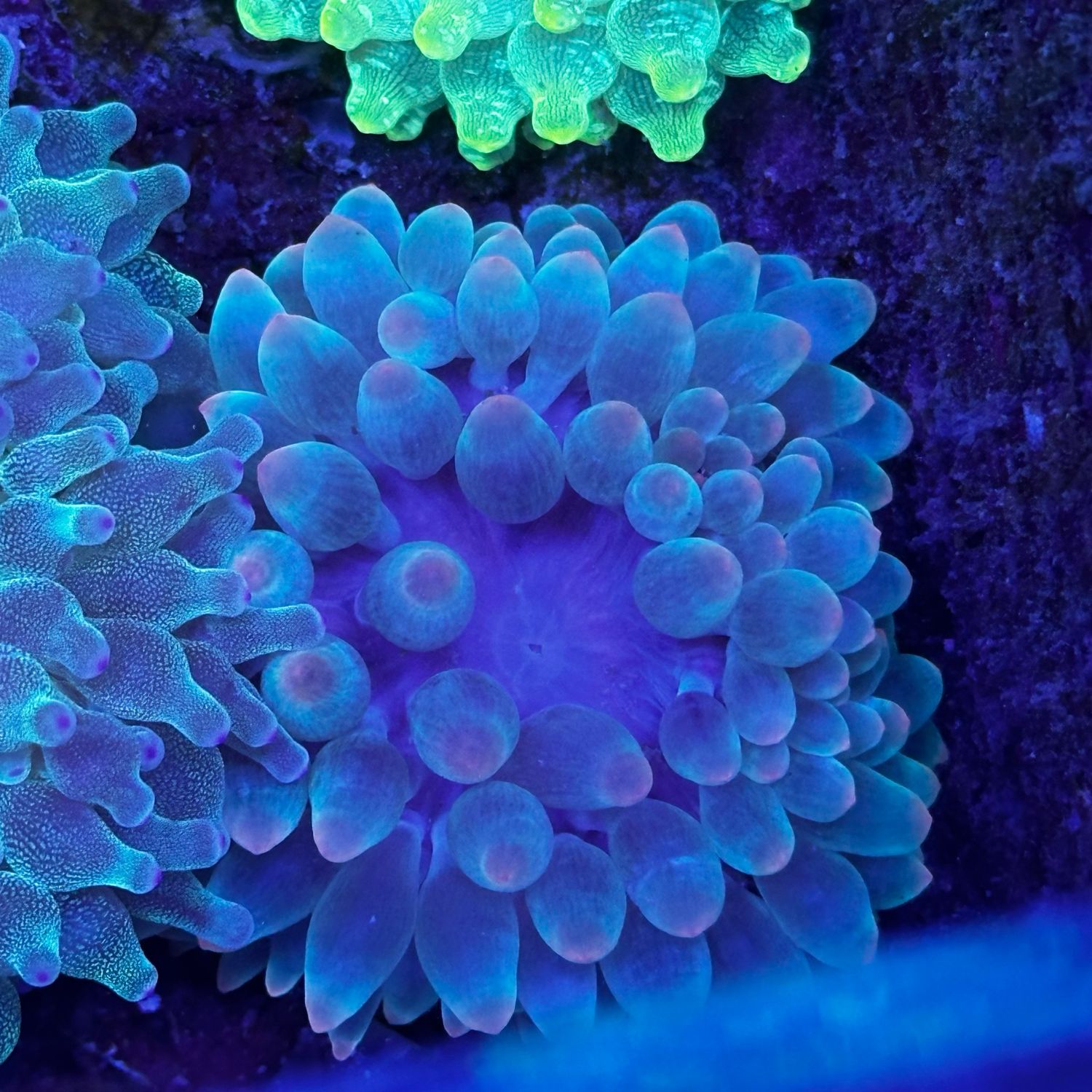 Green Bubble Tip Anemone