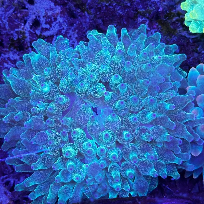 Green snowflake Bubbletip anemone