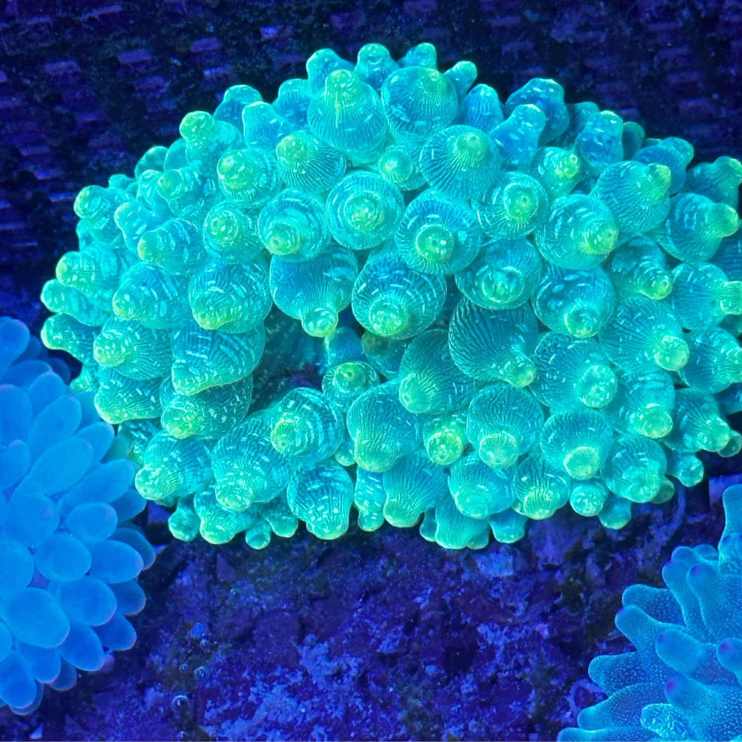 Lemon Drop Snowflake Bubbletip anemone