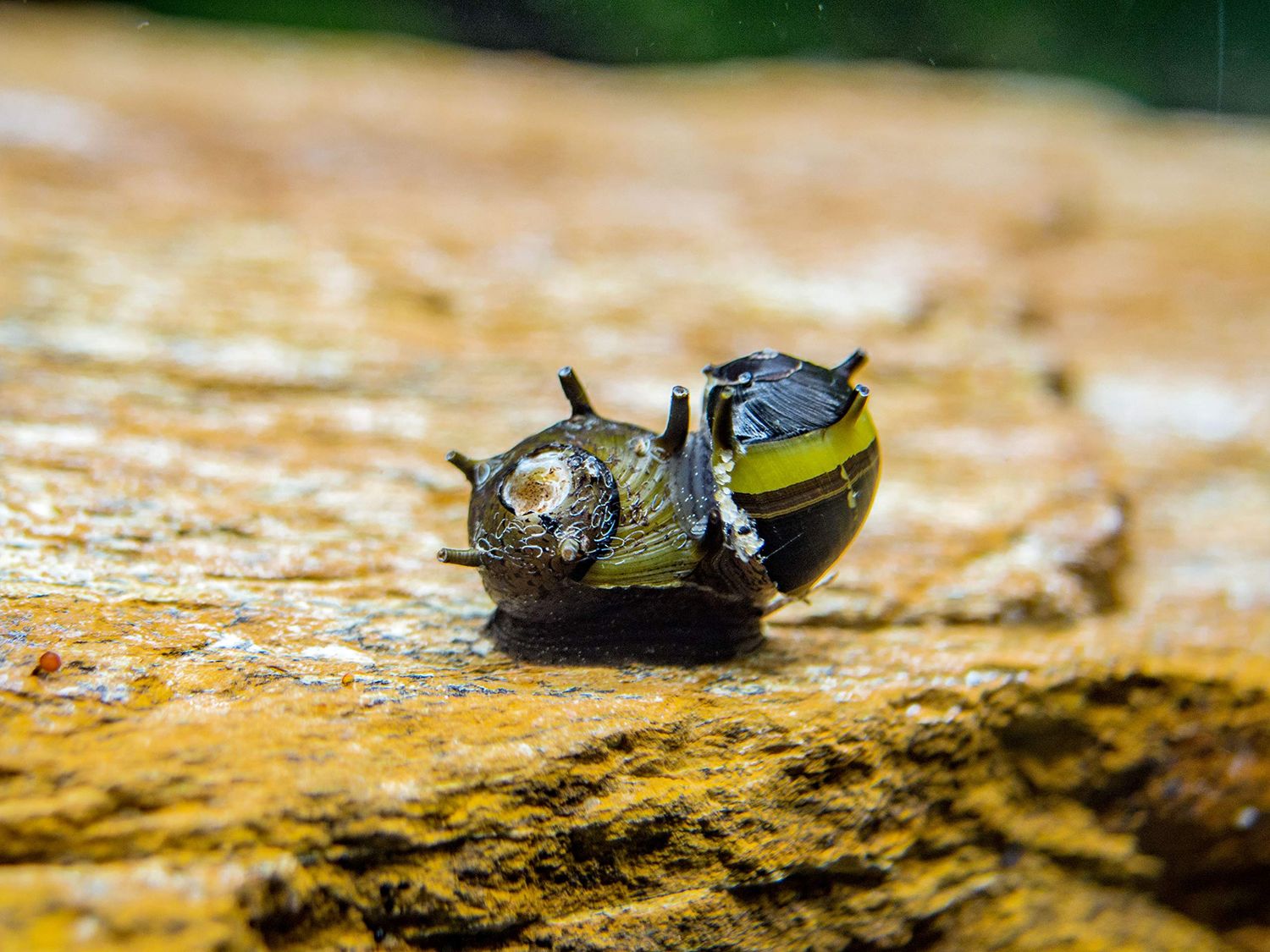 Zebra Thorn/Horn Nerite Snail (Clithon diadema)