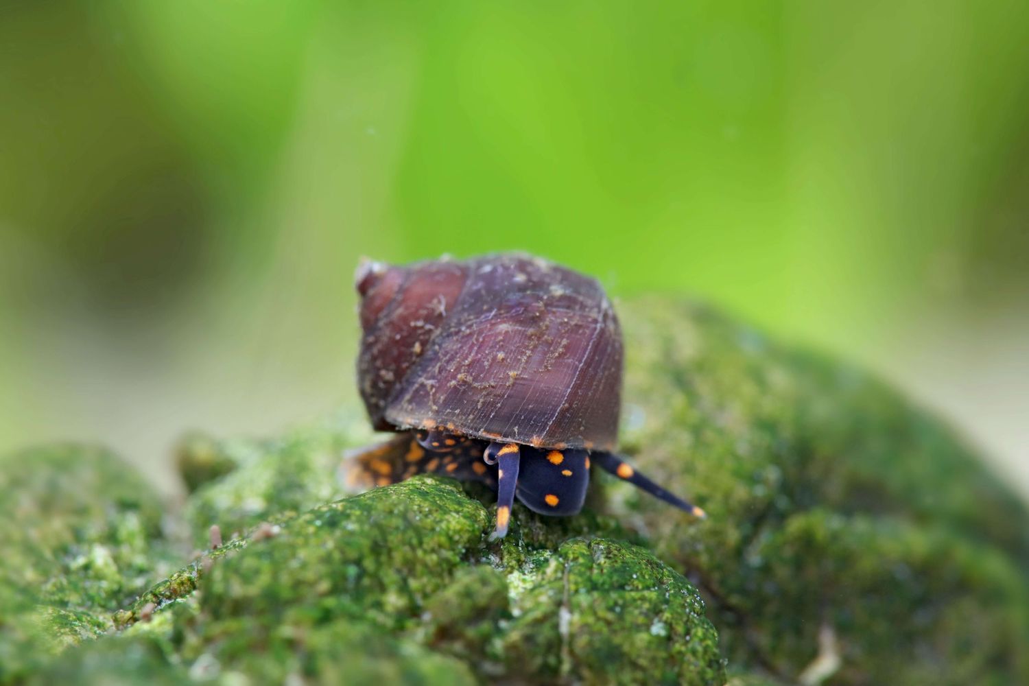 Blueberry Snail (Viviparus)