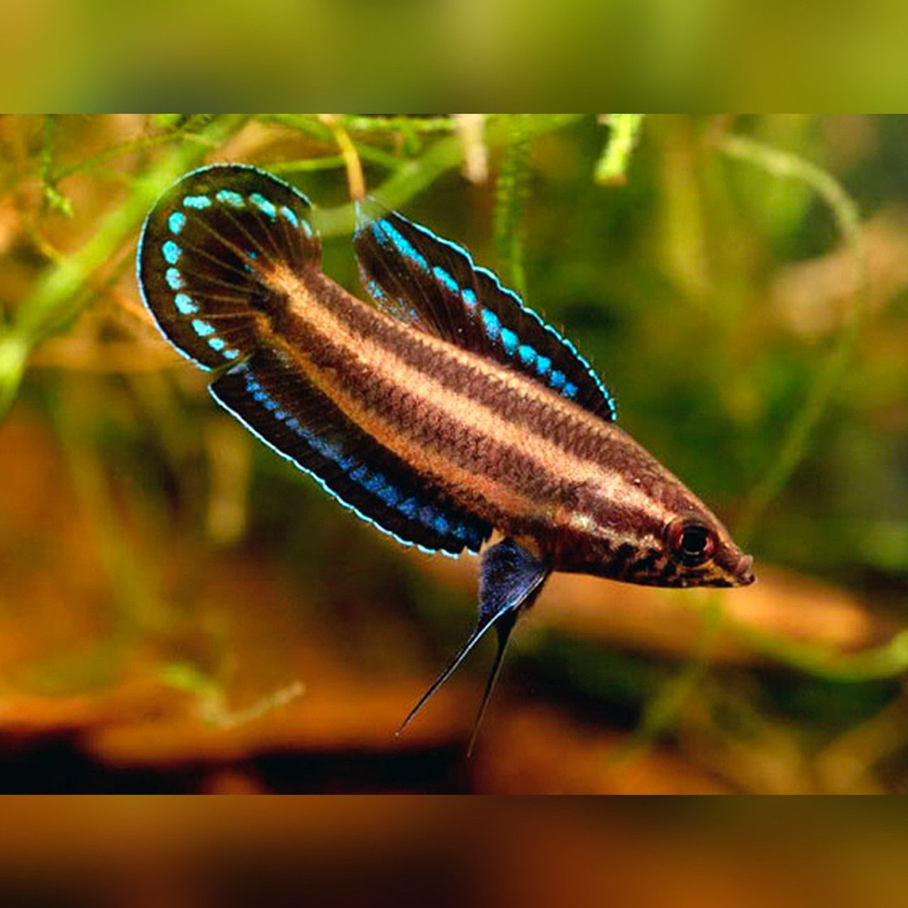 Licorice Pygmy Gourami (Parosphomenus parvulus)