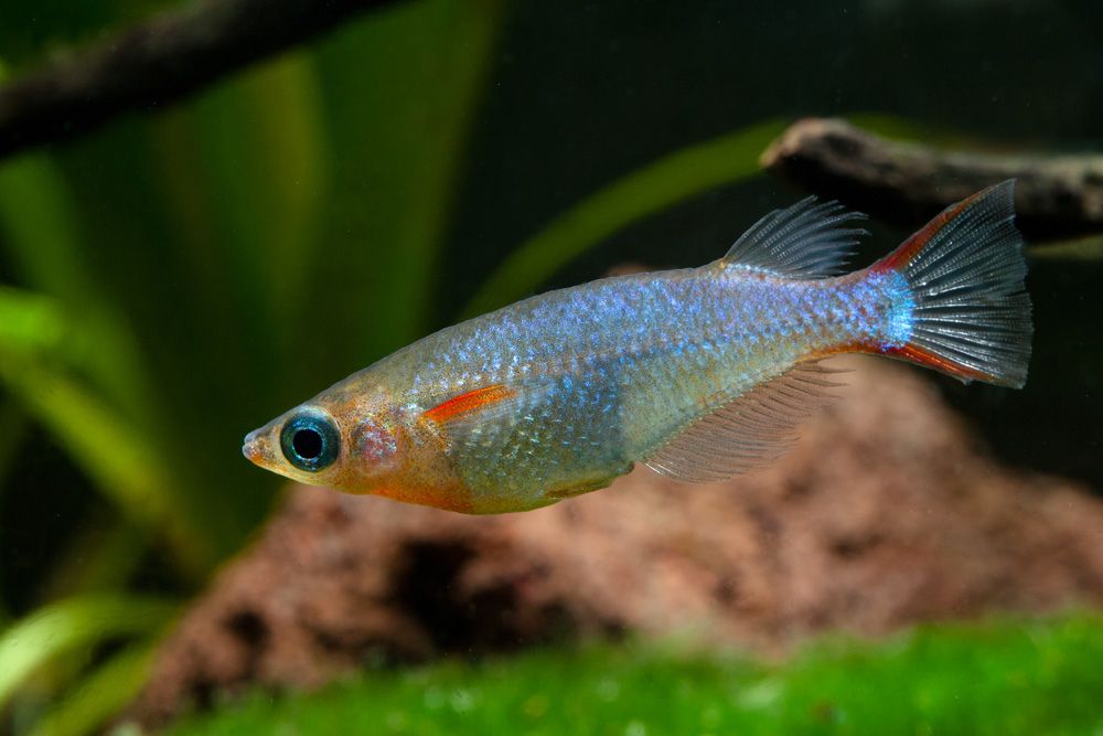 Daisy&#39;s Blue Rice Fish