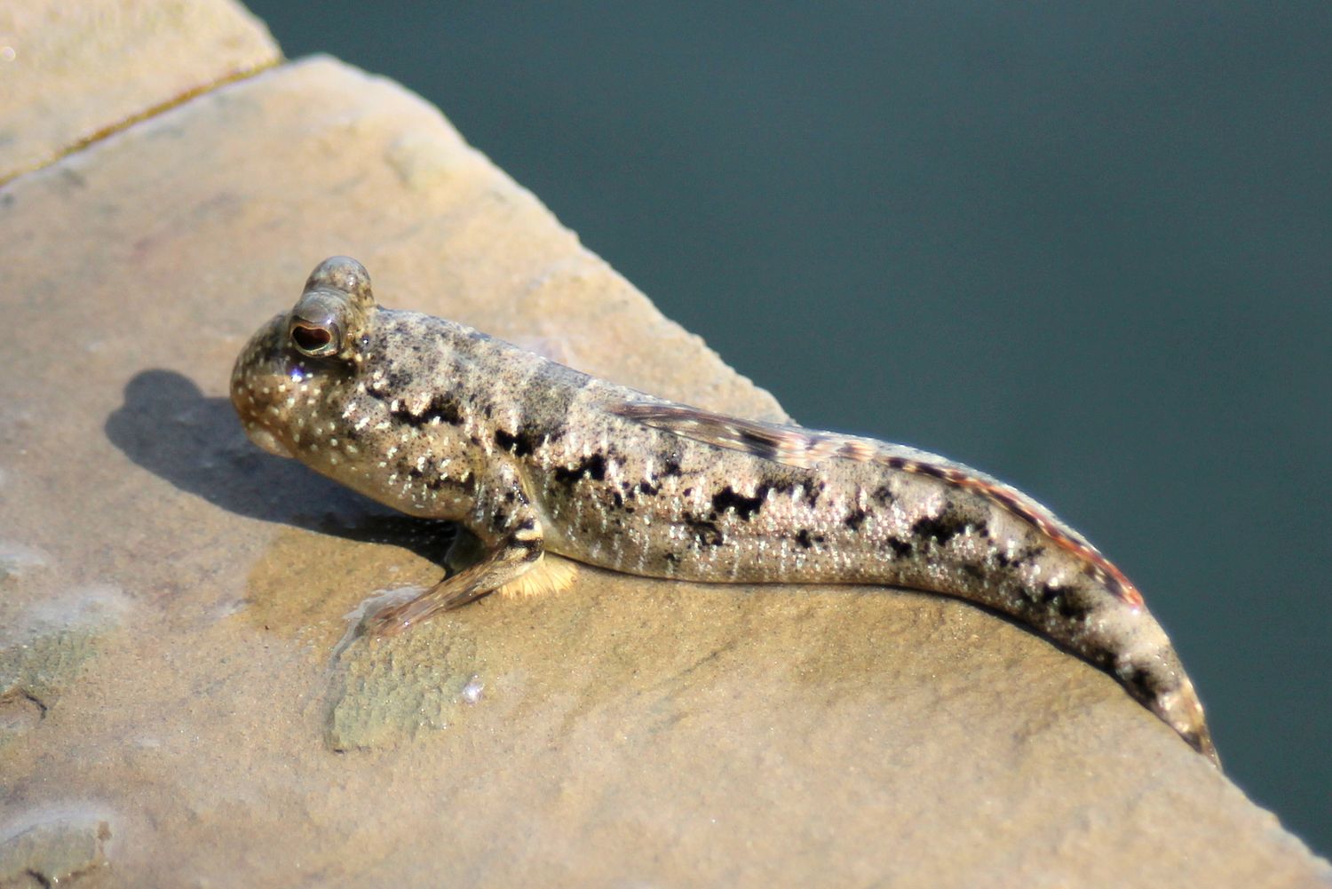 Barred Mudskipper (Periophthalmus argentilineatus)