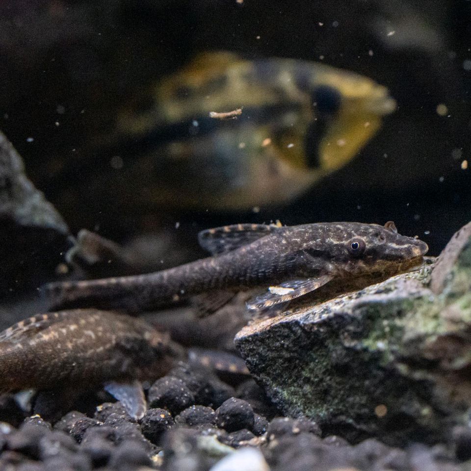 Black Otocinclus