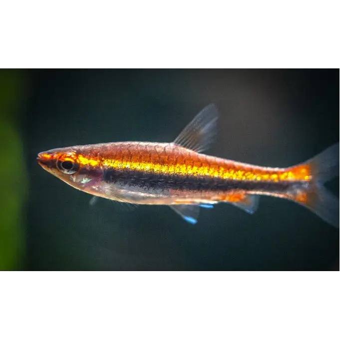 Red Beckford&#39;s Pencil fish (Nannostomus beckfordi)