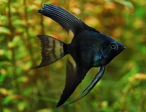 Black Veiltail Angelfish