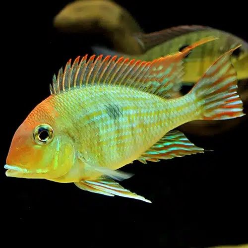 Geophagus Pryocephalus Red Head Tapajos