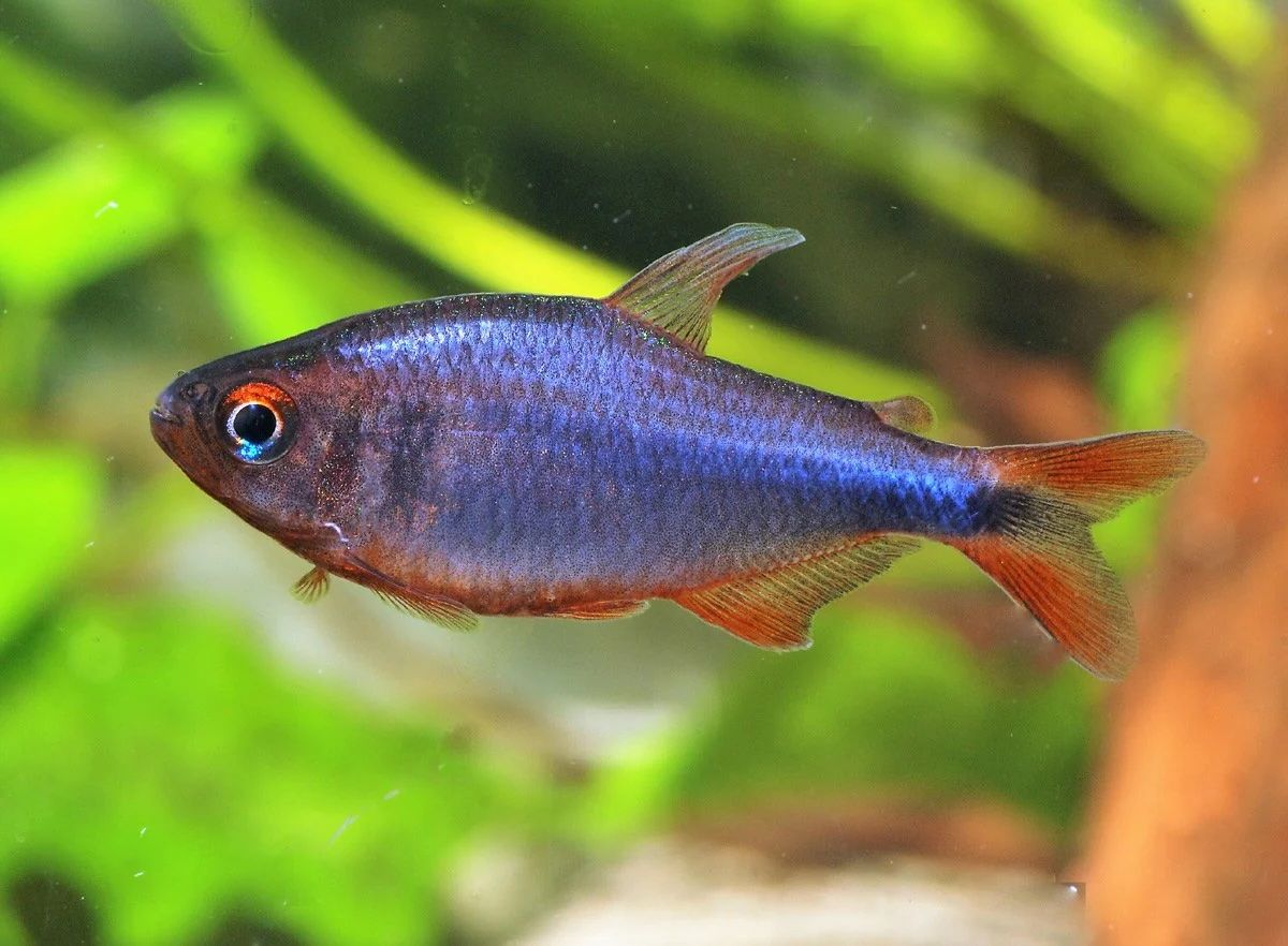 Blueberry Tetra (Hyphessobrycon wadai)