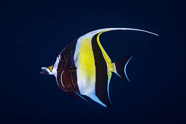 Moorish Idol Md.