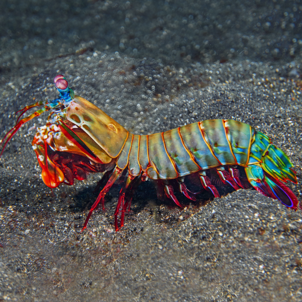 Peacock Mantis Shrimp - Odontodactylus scyllarus