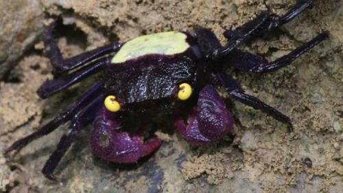 Bicolour Vampire Crab (Geosesarma bicolour)