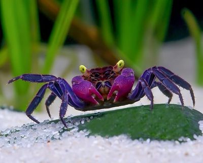 Red Vampire Crab (Geosesarma bogorensis)