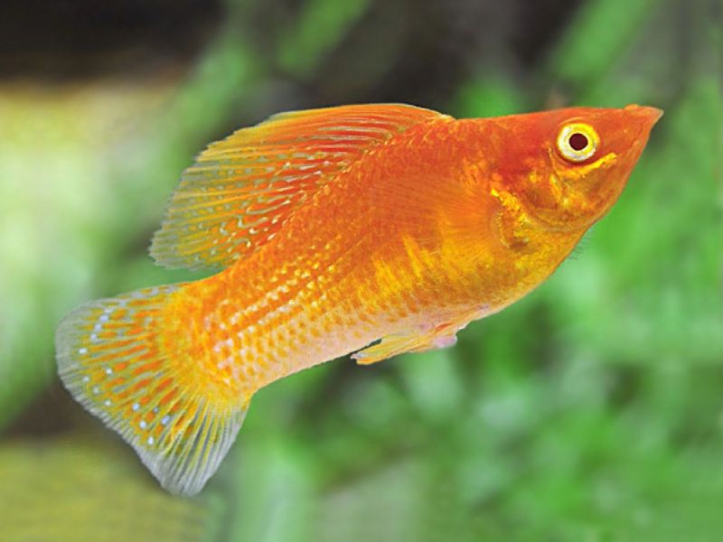 Gold Powder Molly (Poecilia latipinna)