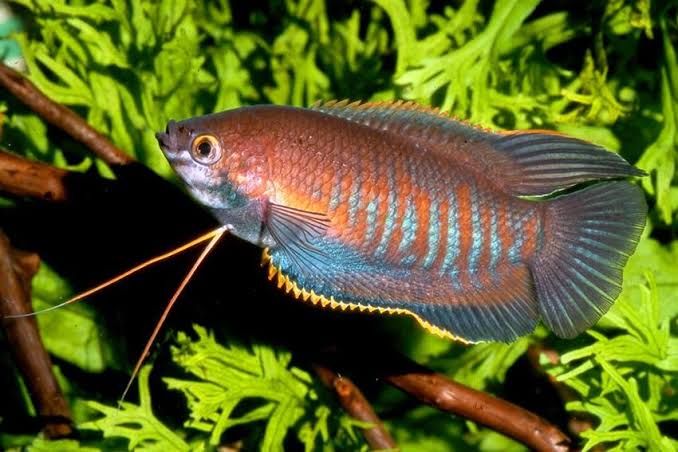 Thick Lipped Dwarf Gourami (Colisa labiosa)