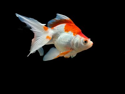 Ryukin Long Tail Goldfish - assorted colours