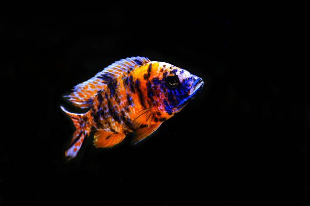 Orange Blossom OB Peacock Cichlid