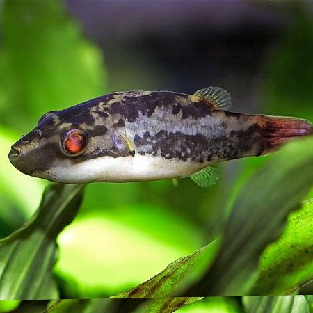 Redeye Puffer - Carinotetraodon irrubesco