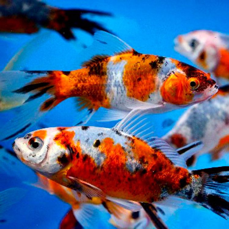 Calico Shubunkin Comet goldfish