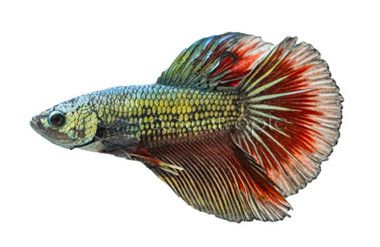Betta Roundtail Dragon Scale Mixed colours - Male