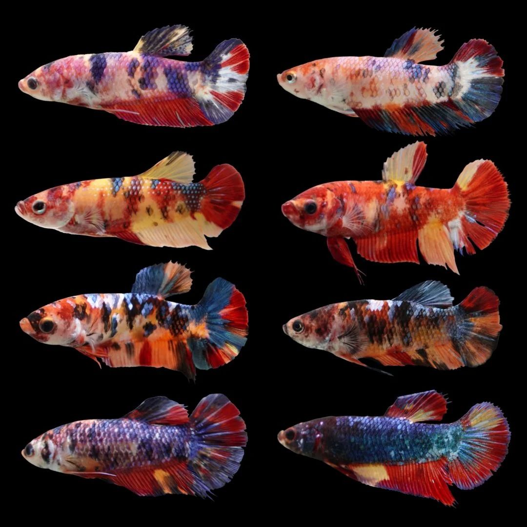 Betta King Female mixed colours