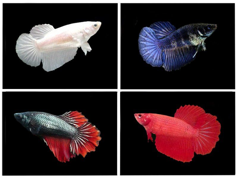 Betta Halfmoon Mixed colour Female