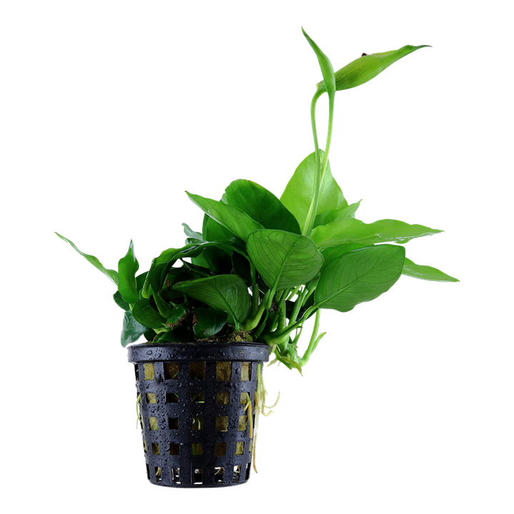 Tropica Anubias barteri var. nana &#39;Large&#39;