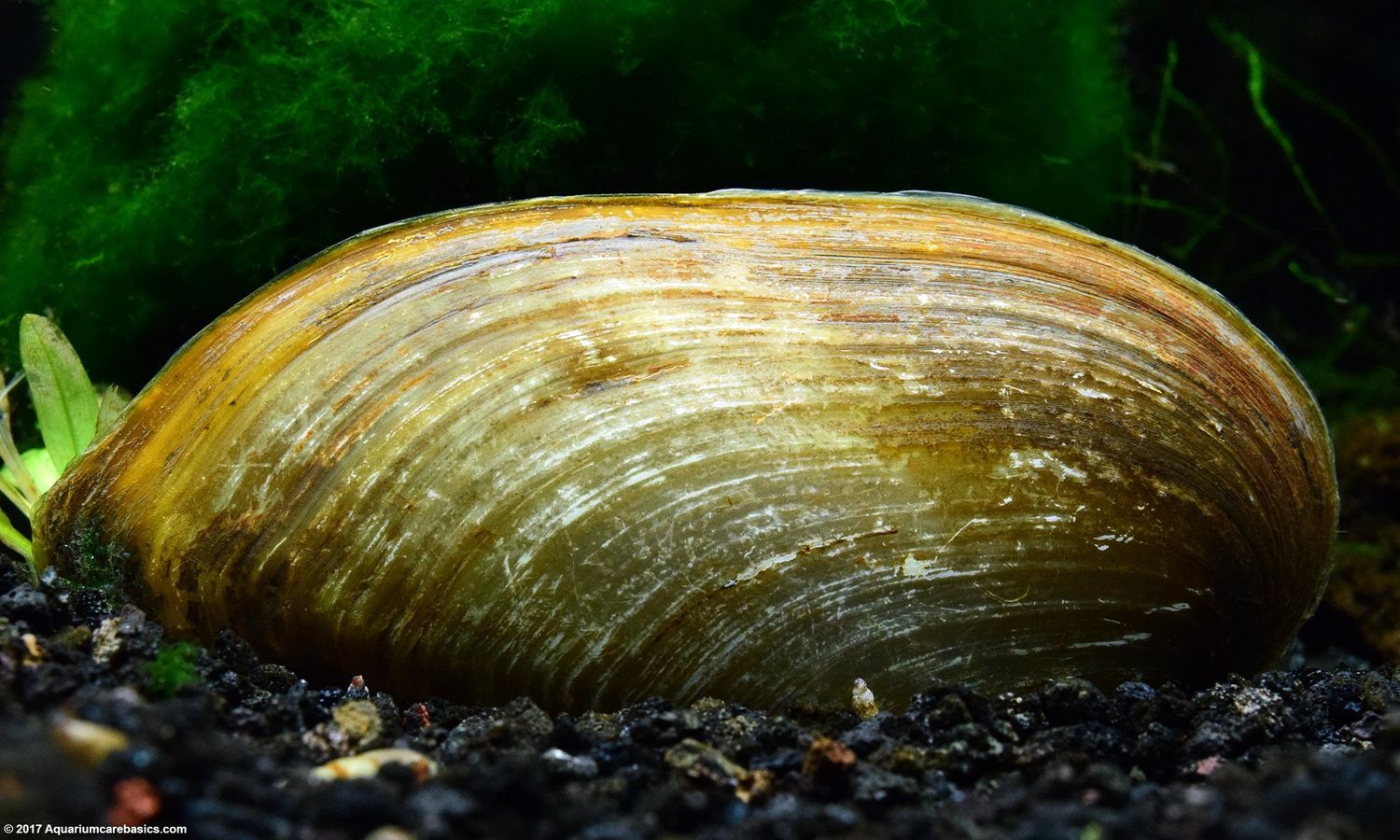 Golden Strip Clam Md/Lg
