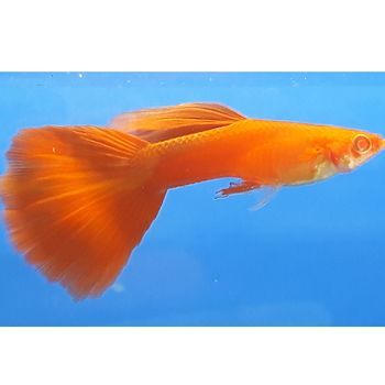 Full Red Triangle Guppy Male