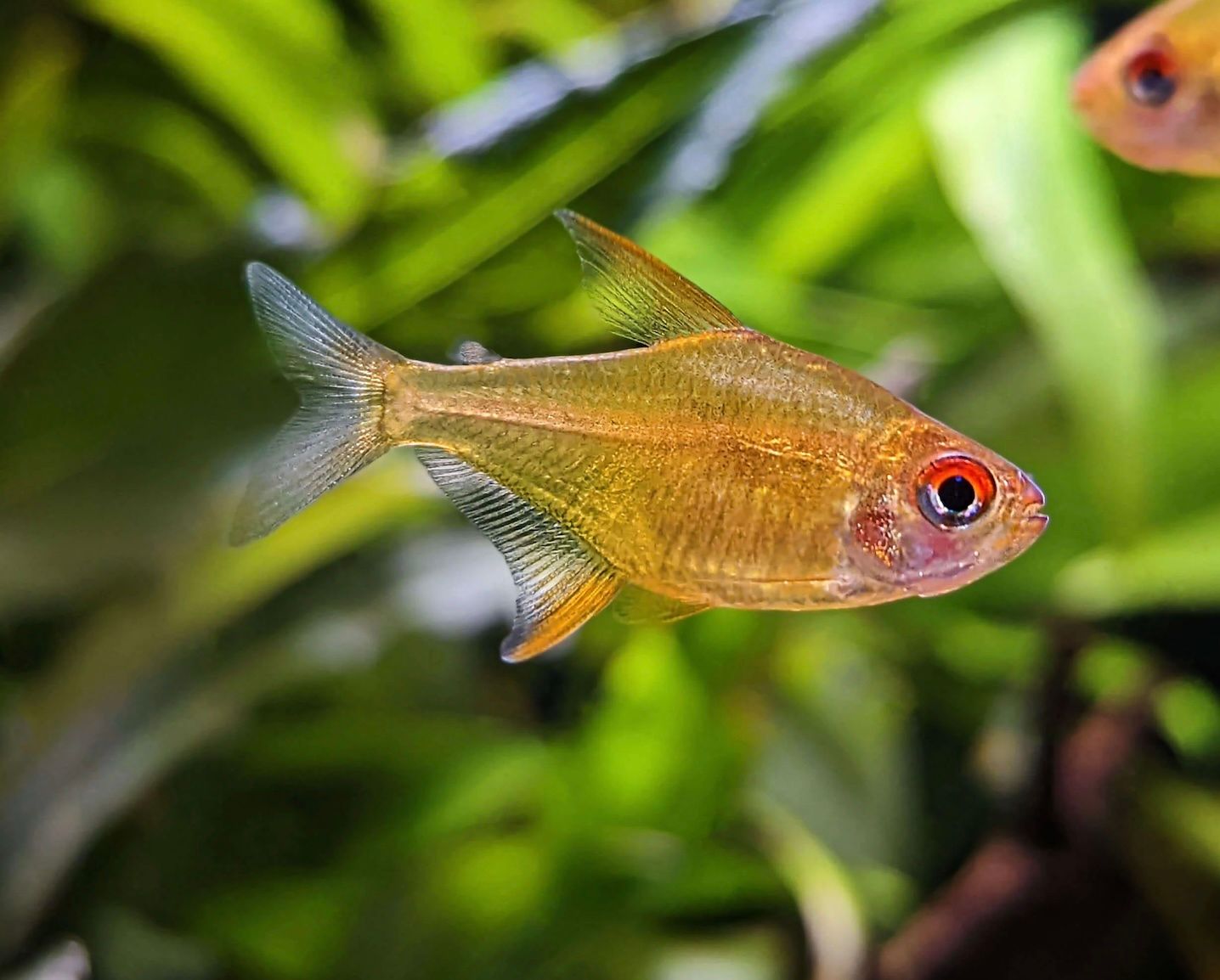 Bolivian Orange Lemon Tetra - Hyphessobrycon pulchripinnis