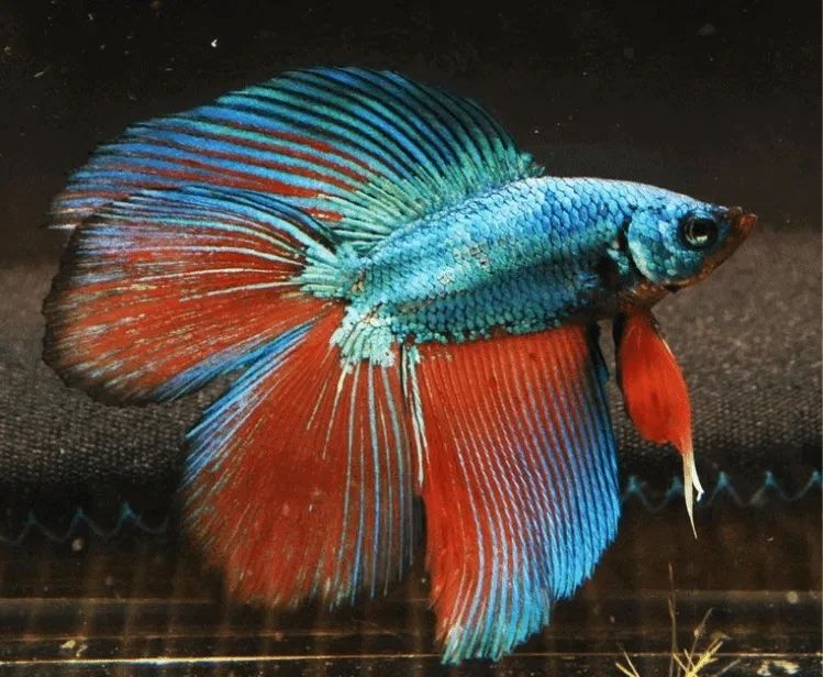 Betta Halfmoon Dumbo Ear Double Tail