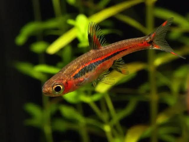 Mosquito (Chili) Rasbora - Boraras brigittae