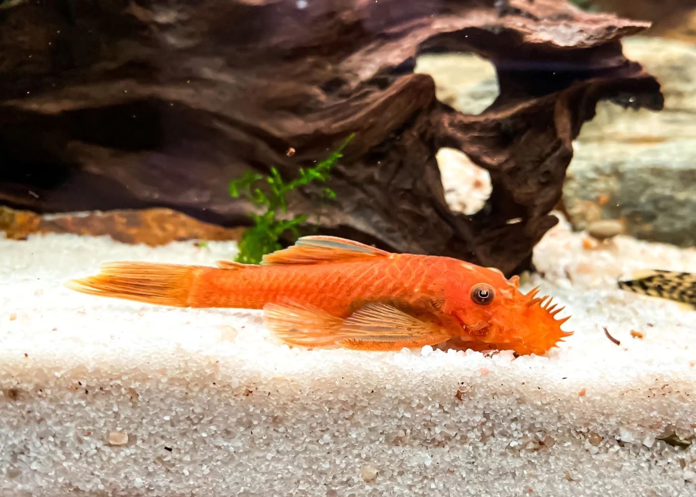 Super Red Bristlenose Pleco