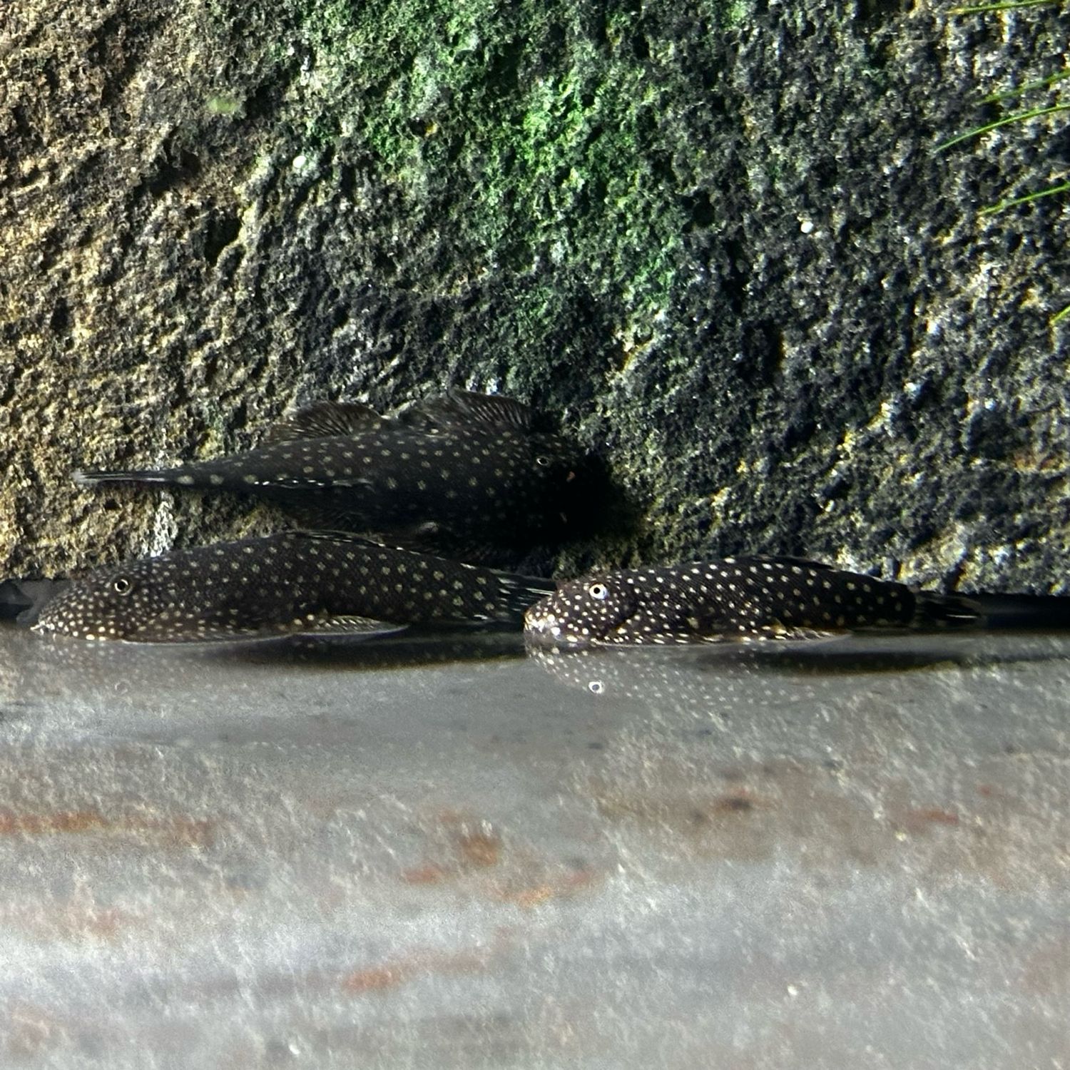 Borneo sucker loach
