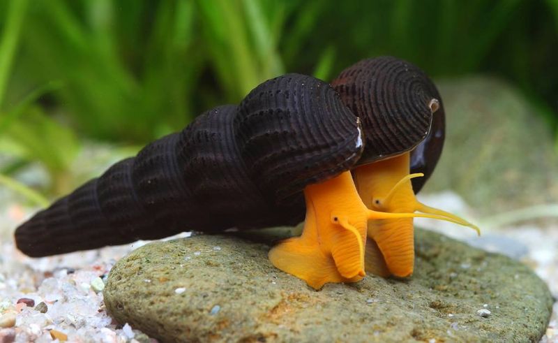 Poso Orange Rabbit Snail