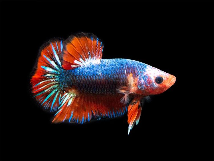 Betta Plakat Fancy Colour