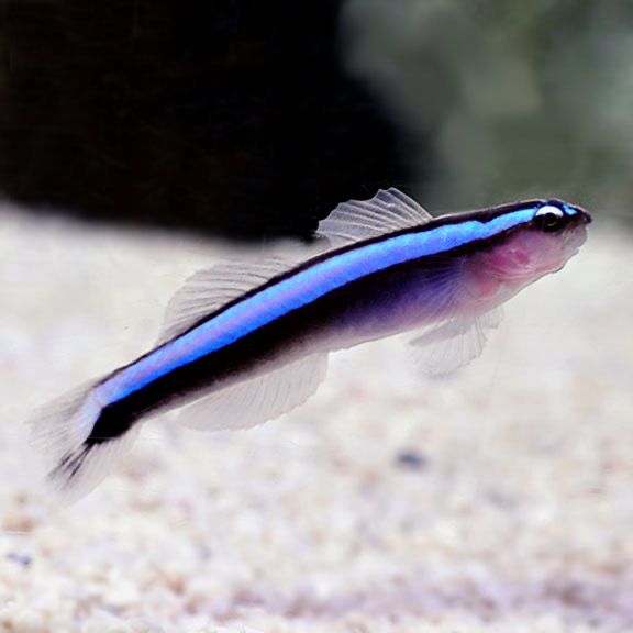 Proaquatix Captive Bred Neon Goby