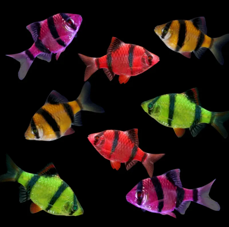 Glofish Barb - Various