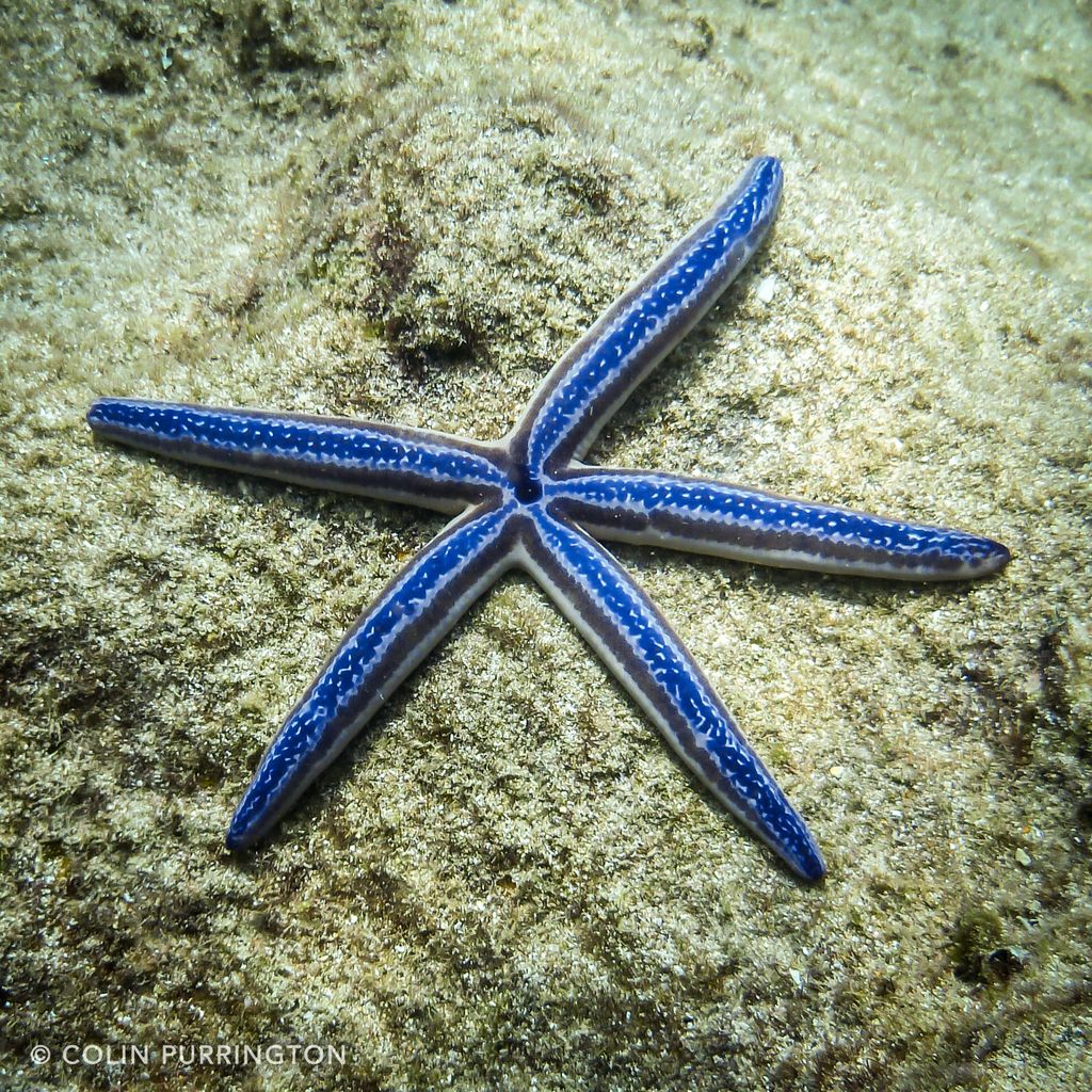 Coloured Phataria Starfish