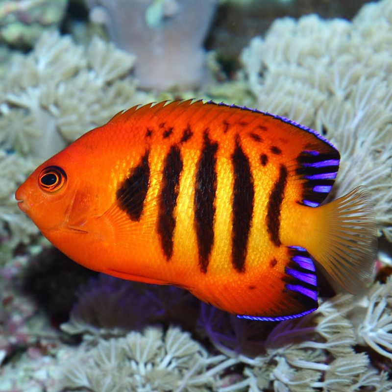 Flame angelfish Small