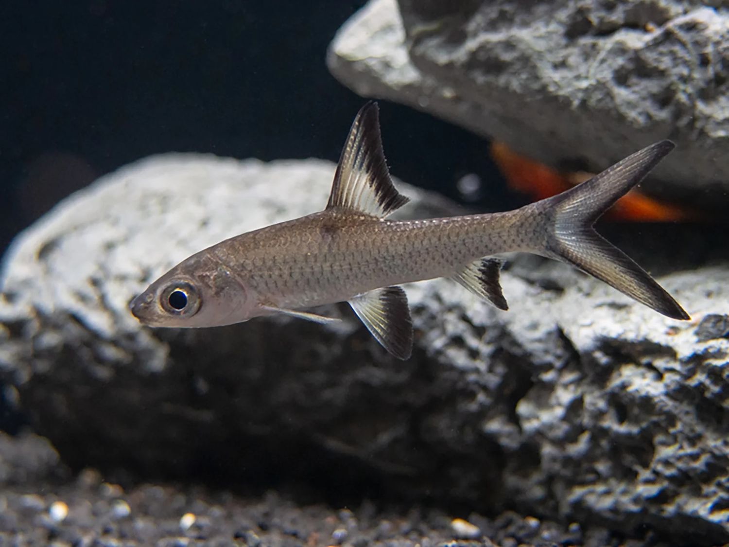 Bala Shark - Balantiochelios melanopterus