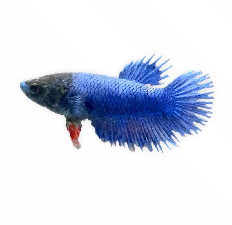 Betta Crowntail Female