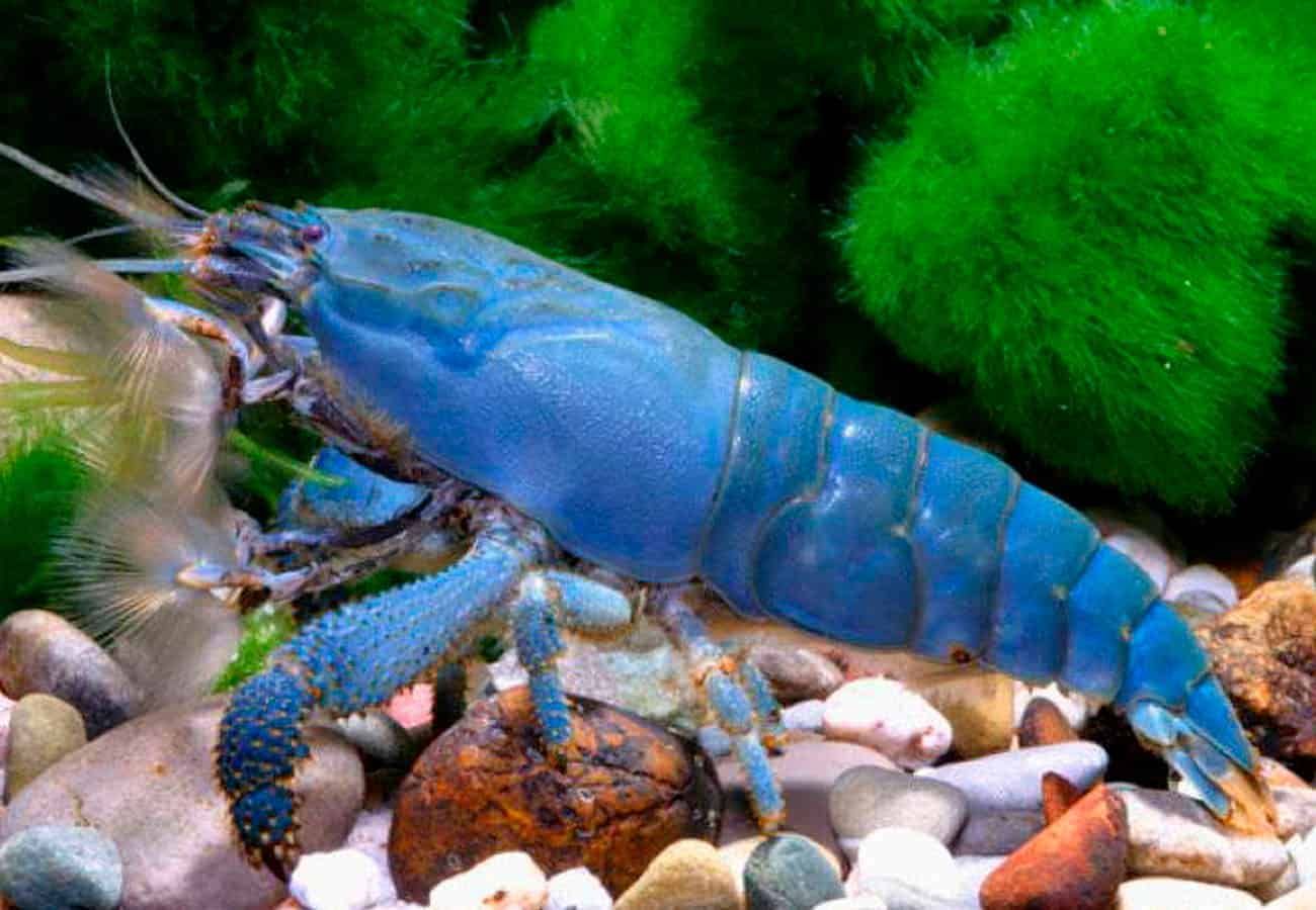 Vampire Shrimp - Atya gabonensis
