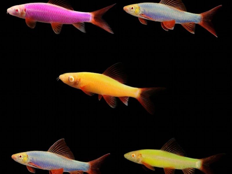 GloFish Rainbow Shark