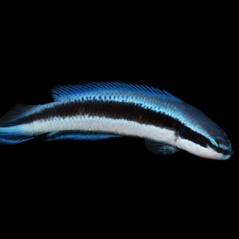 Quality Marine Labs Indigo Dottyback